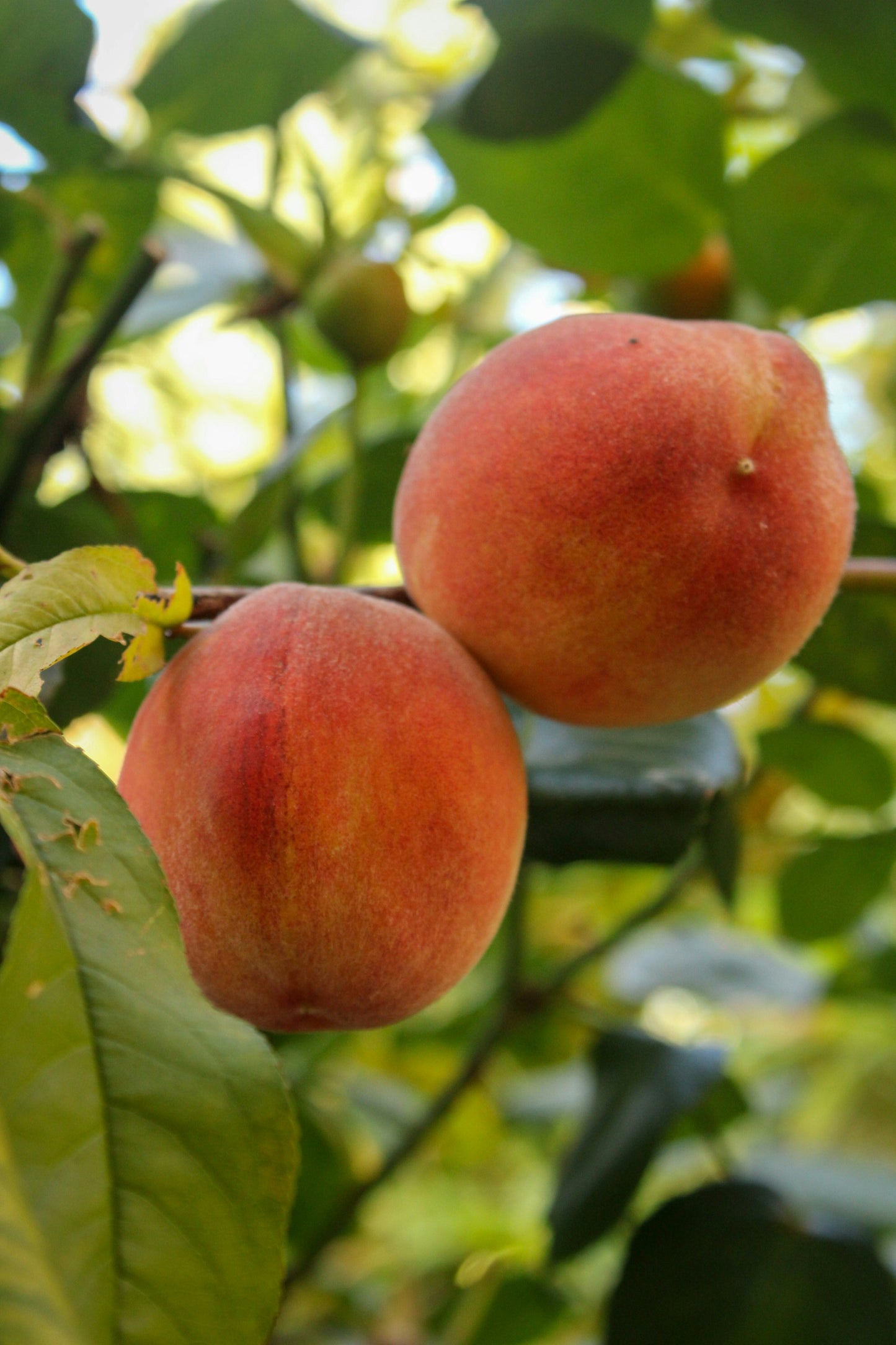 Yellow Peaches 3lbs/9lbs